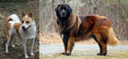 Norrbottenspets vs Estrela Mountain Dog - Breed Comparison