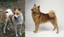 Norrbottenspets vs Finnish Spitz - Breed Comparison