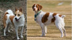 Norrbottenspets vs French Brittany - Breed Comparison