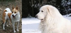 Norrbottenspets vs Great Pyrenees - Breed Comparison