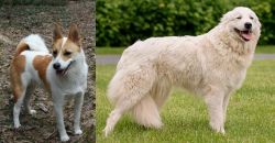 Norrbottenspets vs Maremma Sheepdog - Breed Comparison