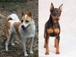 Norrbottenspets vs Miniature Pinscher - Breed Comparison