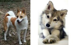 Norrbottenspets vs Miniature Siberian Husky - Breed Comparison