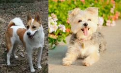 Norrbottenspets vs Morkie - Breed Comparison