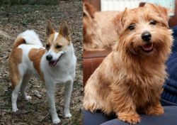 Norrbottenspets vs Norfolk Terrier - Breed Comparison