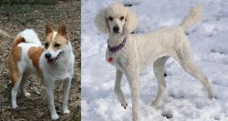 Norrbottenspets vs Poodle - Breed Comparison