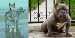 Northern Inuit Dog vs American Bully - Breed Comparison