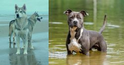 Northern Inuit Dog vs American Staffordshire Terrier - Breed Comparison