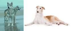 Northern Inuit Dog vs Borzoi - Breed Comparison