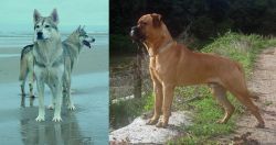 Northern Inuit Dog vs Bullmastiff - Breed Comparison