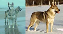 Northern Inuit Dog vs Czechoslovakian Wolfdog - Breed Comparison
