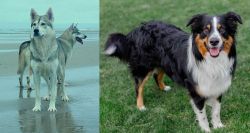 Northern Inuit Dog vs English Shepherd - Breed Comparison