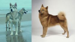 Northern Inuit Dog vs Finnish Spitz - Breed Comparison