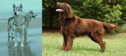 Northern Inuit Dog vs Flat-Coated Retriever - Breed Comparison