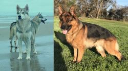 Northern Inuit Dog vs German Shepherd - Breed Comparison