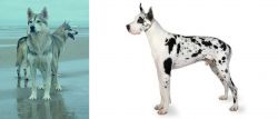 Northern Inuit Dog vs Great Dane - Breed Comparison