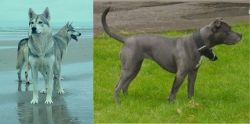 Northern Inuit Dog vs Irish Bull Terrier - Breed Comparison