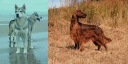 Northern Inuit Dog vs Irish Setter - Breed Comparison