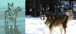 Northern Inuit Dog vs Mackenzie River Husky - Breed Comparison