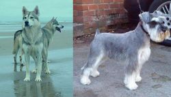 Northern Inuit Dog vs Miniature Schnauzer - Breed Comparison