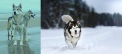 Northern Inuit Dog vs Siberian Husky - Breed Comparison