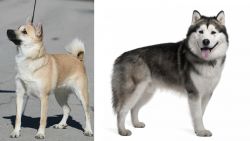 Norwegian Buhund vs Alaskan Malamute - Breed Comparison