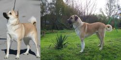 Norwegian Buhund vs Anatolian Shepherd - Breed Comparison