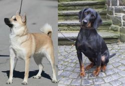 Norwegian Buhund vs Austrian Black and Tan Hound - Breed Comparison
