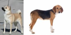 Norwegian Buhund vs Beagle-Harrier - Breed Comparison