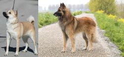 Norwegian Buhund vs Belgian Shepherd Dog (Tervuren) - Breed Comparison