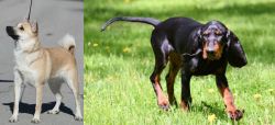 Norwegian Buhund vs Black and Tan Coonhound - Breed Comparison