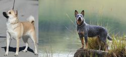 Norwegian Buhund vs Blue Healer - Breed Comparison