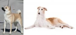 Norwegian Buhund vs Borzoi - Breed Comparison