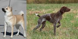 Norwegian Buhund vs Braque Francais - Breed Comparison
