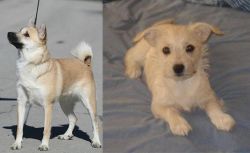 Norwegian Buhund vs Chipoo - Breed Comparison