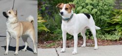 Norwegian Buhund vs Danish Swedish Farmdog - Breed Comparison