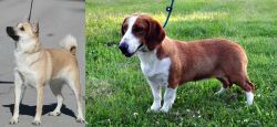 Norwegian Buhund vs Drever - Breed Comparison
