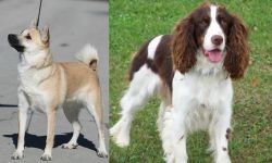Norwegian Buhund vs English Springer Spaniel - Breed Comparison