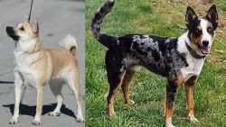 Norwegian Buhund vs German Coolie - Breed Comparison