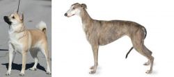 Norwegian Buhund vs Greyhound - Breed Comparison