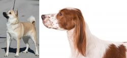 Norwegian Buhund vs Irish Red and White Setter - Breed Comparison