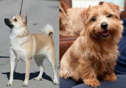 Norwegian Buhund vs Norfolk Terrier - Breed Comparison