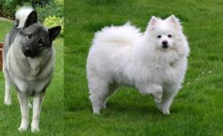 Norwegian Elkhound vs American Eskimo Dog - Breed Comparison