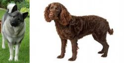 Norwegian Elkhound vs American Water Spaniel - Breed Comparison