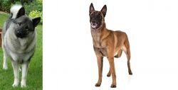 Norwegian Elkhound vs Belgian Shepherd Dog (Malinois) - Breed Comparison