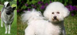 Norwegian Elkhound vs Bichon Frise - Breed Comparison