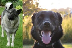 Norwegian Elkhound vs Borador - Breed Comparison
