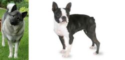 Norwegian Elkhound vs Boston Terrier - Breed Comparison