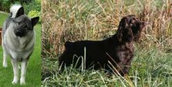 Norwegian Elkhound vs Boykin Spaniel - Breed Comparison