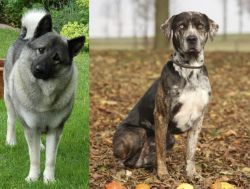 Norwegian Elkhound vs Catahoula Leopard - Breed Comparison